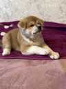 Akita-inu pupies - MM.LV - 5