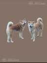 Akita-inu pupies - MM.LV - 6