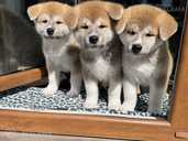 Akita-inu pupies - MM.LV
