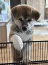 Akita Inu - MM.LV - 2