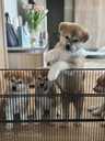 Akita Inu - MM.LV - 3