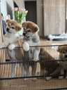 Akita Inu - MM.LV - 4