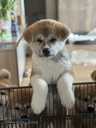 Akita Inu - MM.LV - 5