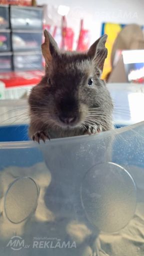 Pārdod degu. - MM.LV