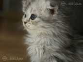 Scottish Fold - MM.LV