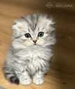 Scottish Fold - MM.LV - 3