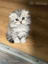 Scottish Fold - MM.LV - 2