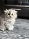 Scottish Fold - MM.LV - 5