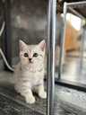 Scottish Fold - MM.LV - 6