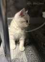 Scottish Fold - MM.LV - 7