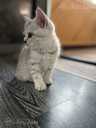 Scottish Fold - MM.LV - 8