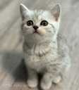 Scottish Fold - MM.LV - 9