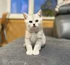 Scottish Fold - MM.LV - 10