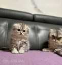 Scottish Fold - MM.LV - 11
