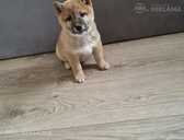 Shiba inu - MM.LV