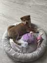 Shiba inu - MM.LV - 2