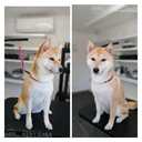 Shiba inu - MM.LV - 4
