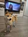 Shiba inu - MM.LV - 5
