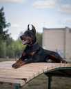 Dobermanis - MM.LV - 2