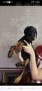 Dobermanis - MM.LV - 3