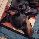 Dobermanis - MM.LV - 4
