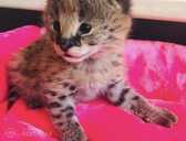 Satriecoša karakula un jaunais servals un savannah - MM.LV