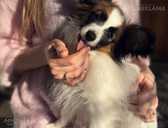 Papillon puppy for sale - MM.LV