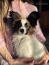 Papillon puppy for sale - MM.LV - 2