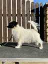 Papillon puppy for sale - MM.LV - 3