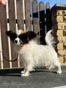 Papillon puppy for sale - MM.LV - 4