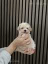 Продаётся очаровательная девочка Maltipoo! - MM.LV - 2