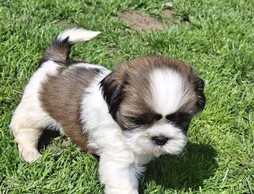 Чистокровные щенки Ши-Тцу. - MM.LV