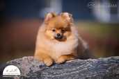 Noble Pomeranian Spitz Puppies Looking for Loving Homes - MM.LV - 2