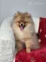 Noble Pomeranian Spitz Puppies Looking for Loving Homes - MM.LV - 3