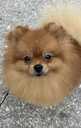 Noble Pomeranian Spitz Puppies Looking for Loving Homes - MM.LV - 4