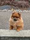 Noble Pomeranian Spitz Puppies Looking for Loving Homes - MM.LV - 5