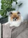 Looking for Loving Homes for Three Unique White-Orange Pomeranian Spit - MM.LV - 2