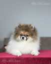 Looking for Loving Homes for Three Unique White-Orange Pomeranian Spit - MM.LV - 3