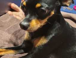 Krievu tojterjers - MM.LV