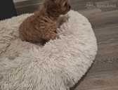 Cavapoo - MM.LV