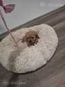 Cavapoo - MM.LV - 2