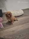 Cavapoo - MM.LV - 3