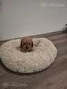 Cavapoo - MM.LV - 4