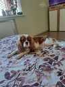 Cavapoo - MM.LV - 5