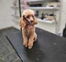 Cavapoo - MM.LV - 6