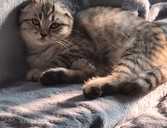 Милые котята - MM.LV