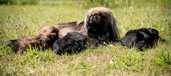 Pekinietis - MM.LV
