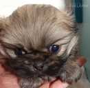 Pekinietis - MM.LV - 2