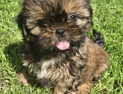 Чистокровные щенки Ши-Тцу. - MM.LV