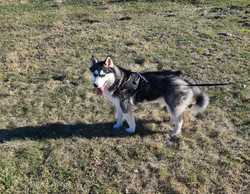 10-ти месячный красавчик Хаски ищет себе даму сердца. - MM.LV